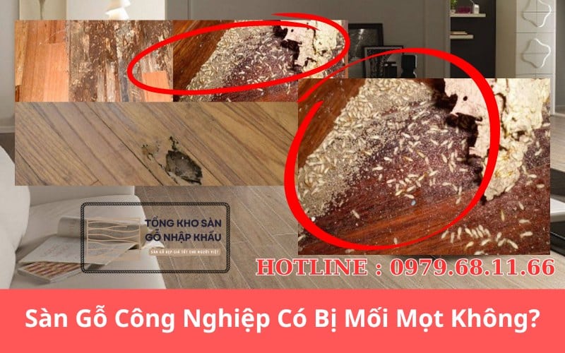 Sàn Gỗ Công Nghiệp Có Bị Mối Mọt Không
