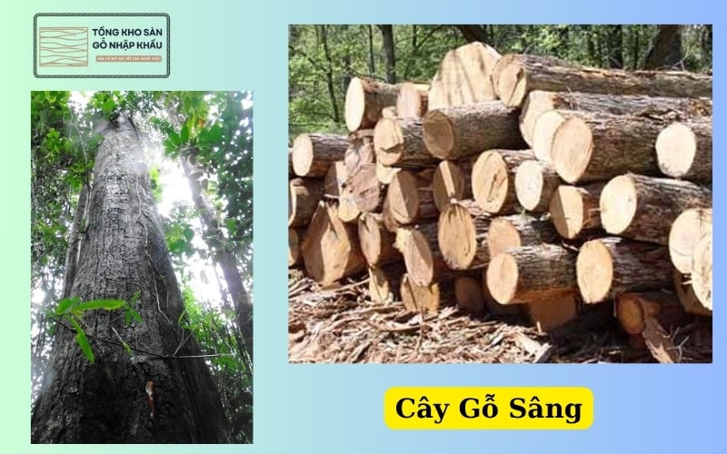 Cây Gỗ Sâng
