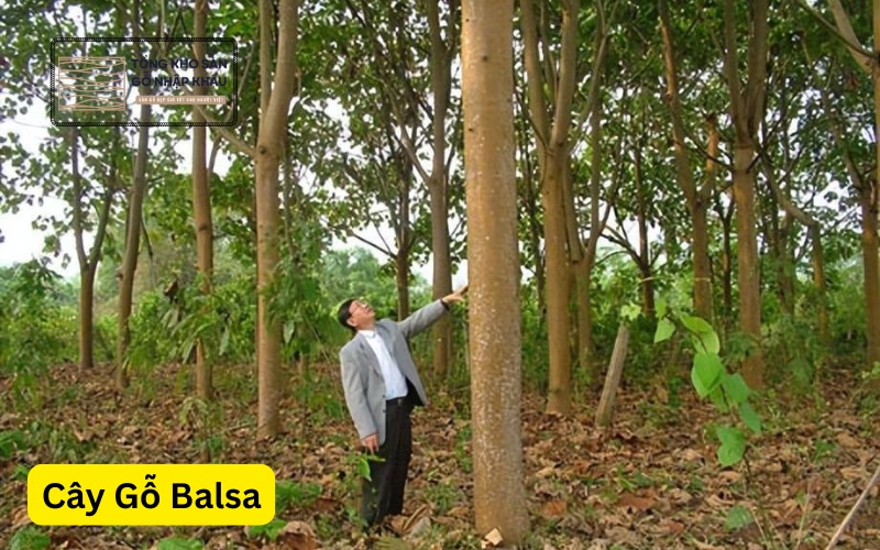 Cây Gỗ Balsa